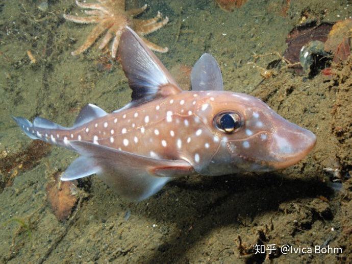 全头类现存物种不多,其中丑萌丑萌的银鲛目从早泥盆世一直延续至今,是