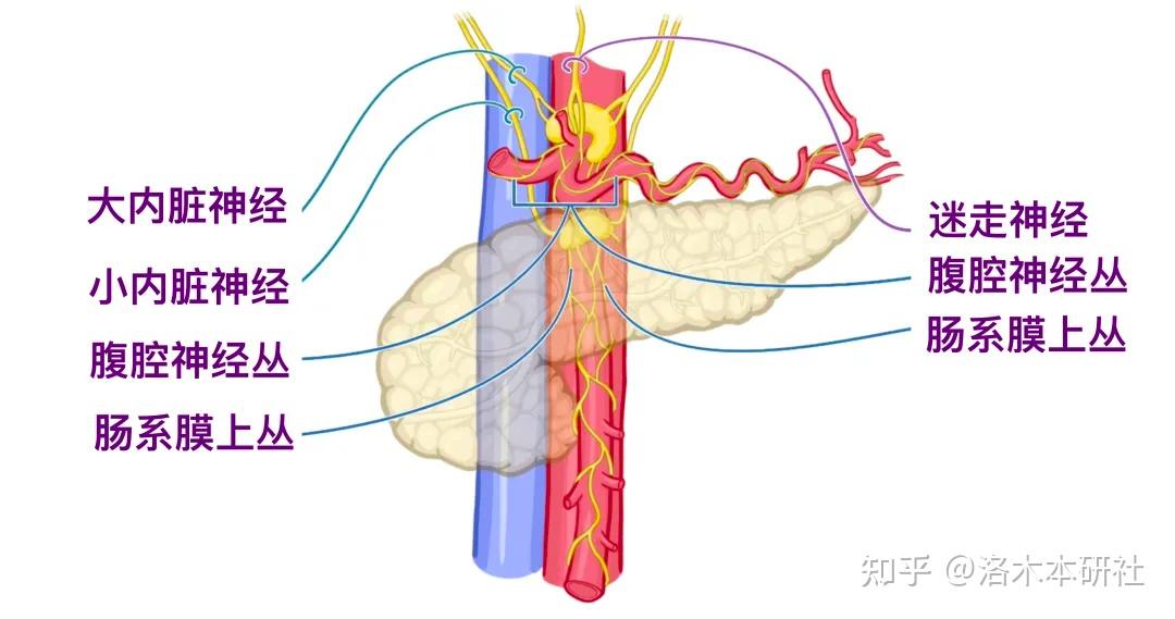 解剖学基础——腹部内脏篇(胰腺和脾脏) - 知乎