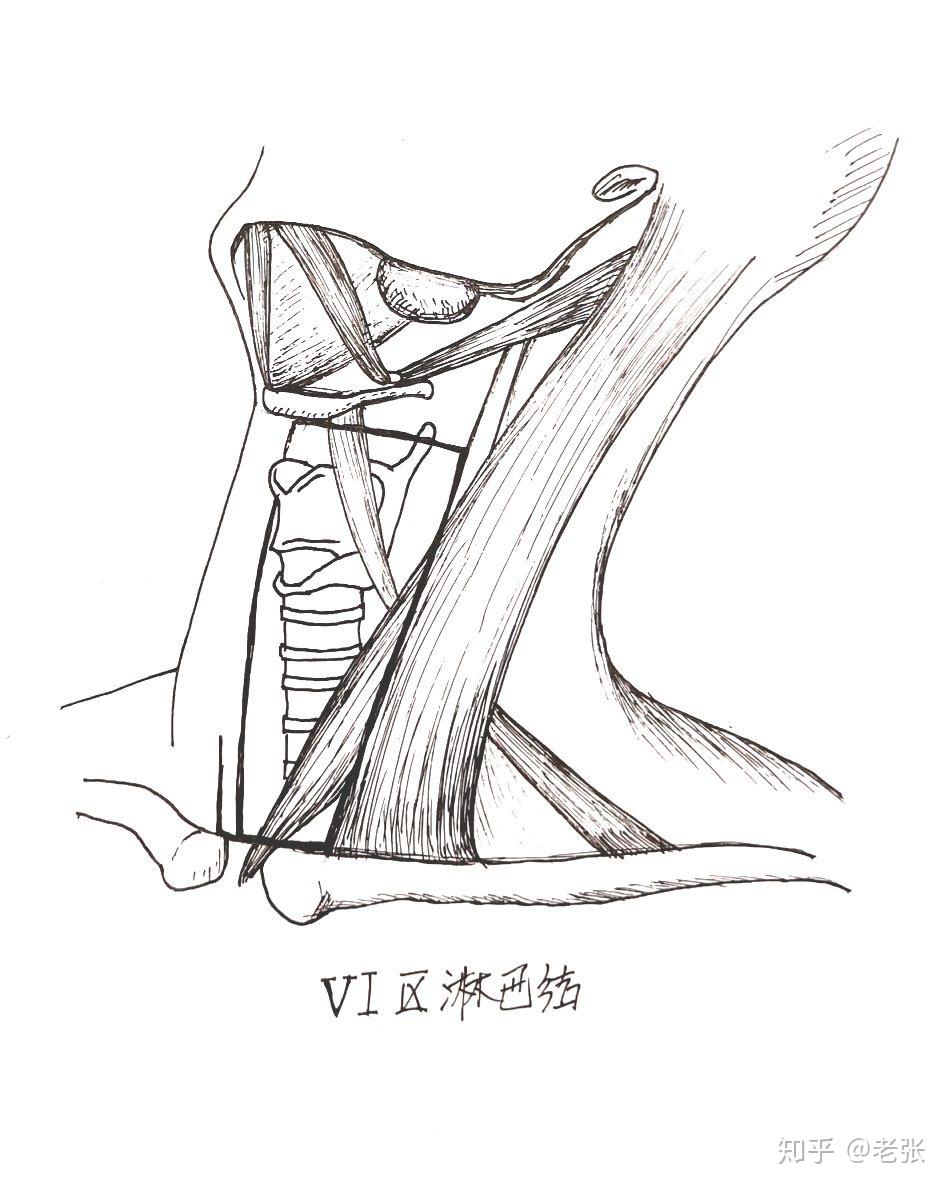 甲状腺学习笔记7