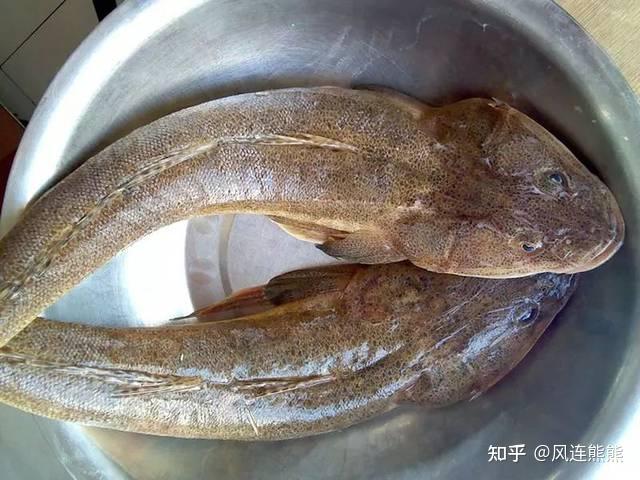 (155)丨鲬鱼 - 知乎