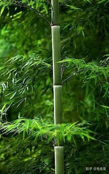竹心 - 知乎