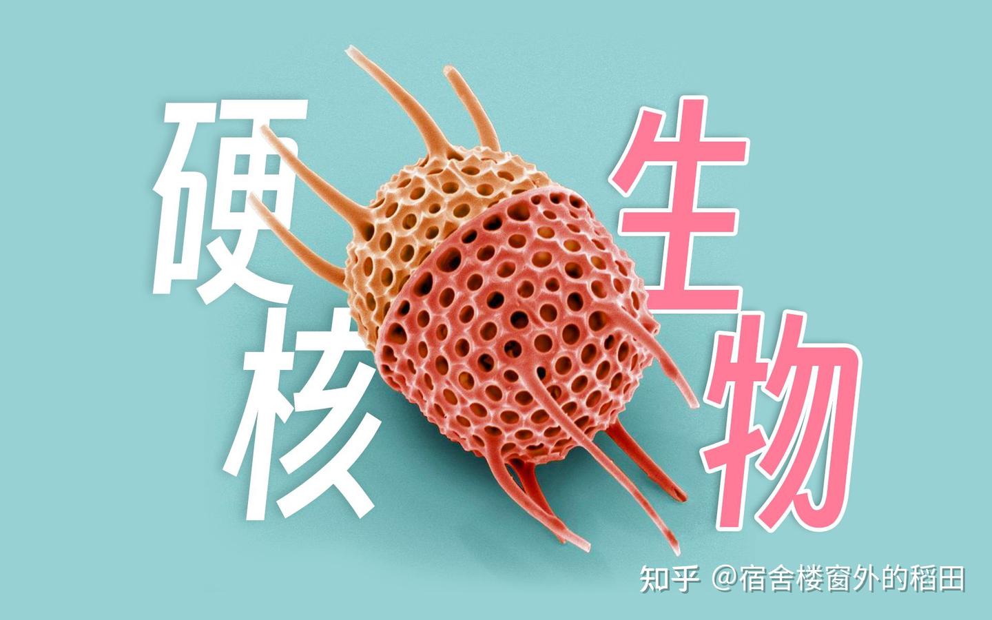 脊椎动物的演化史（2） - 知乎