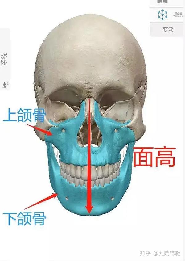 九院韦敏说颌骨发育有哪些问题,如何矫正治疗 - 知乎