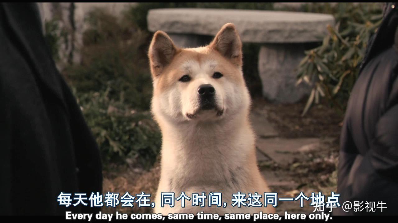 日本电影忠犬八公物语图片