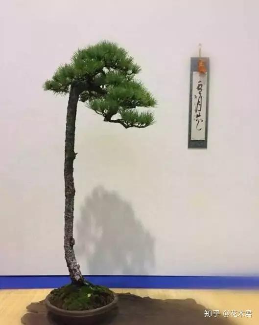 简洁是文人式盆景造型构图的主要特点,源自儒家主张"大乐必易,大礼必