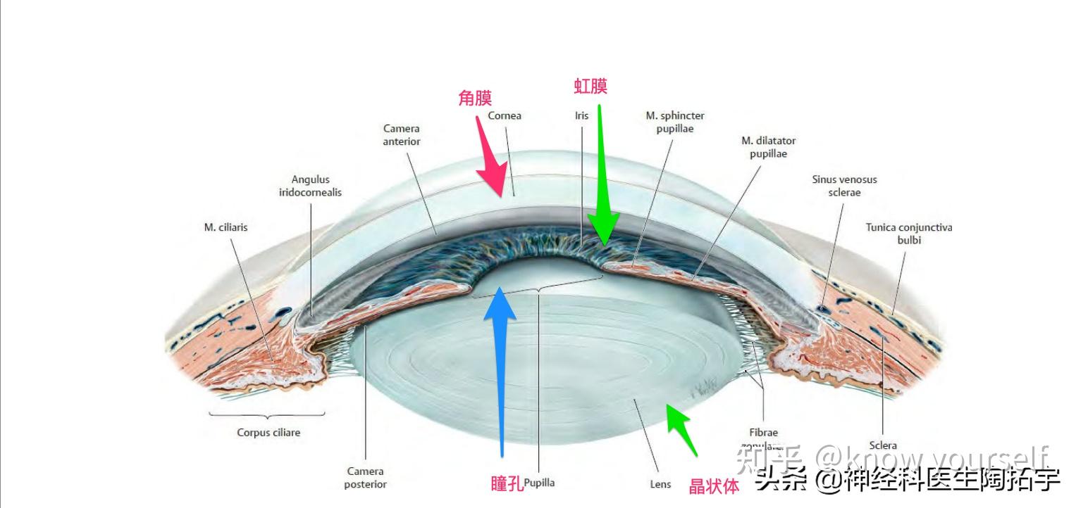 眼球包括眼球壁,眼内腔和内容物,神经,血管等组织.