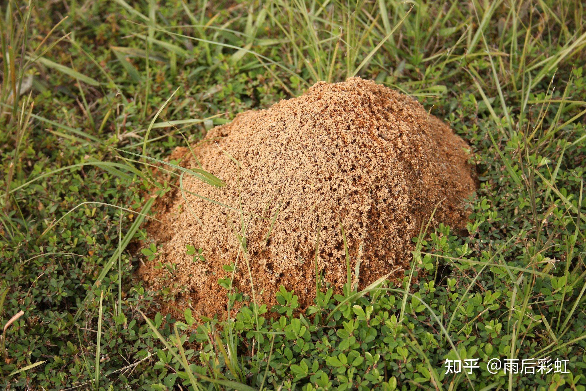 面对火蚁的入侵,本土蜥蜴物种快速进化出多种反抗手段 - 知乎
