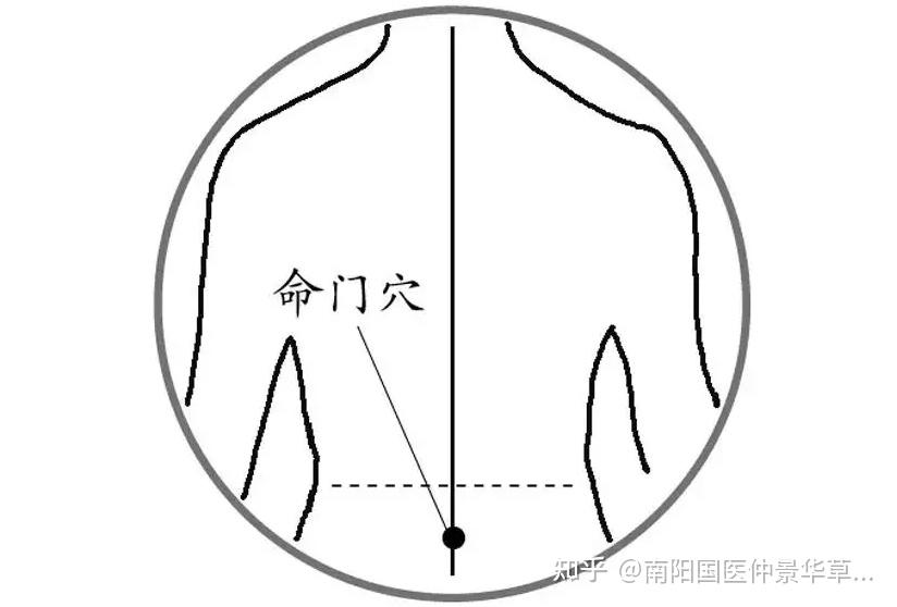 命门简单准确位置图片图片