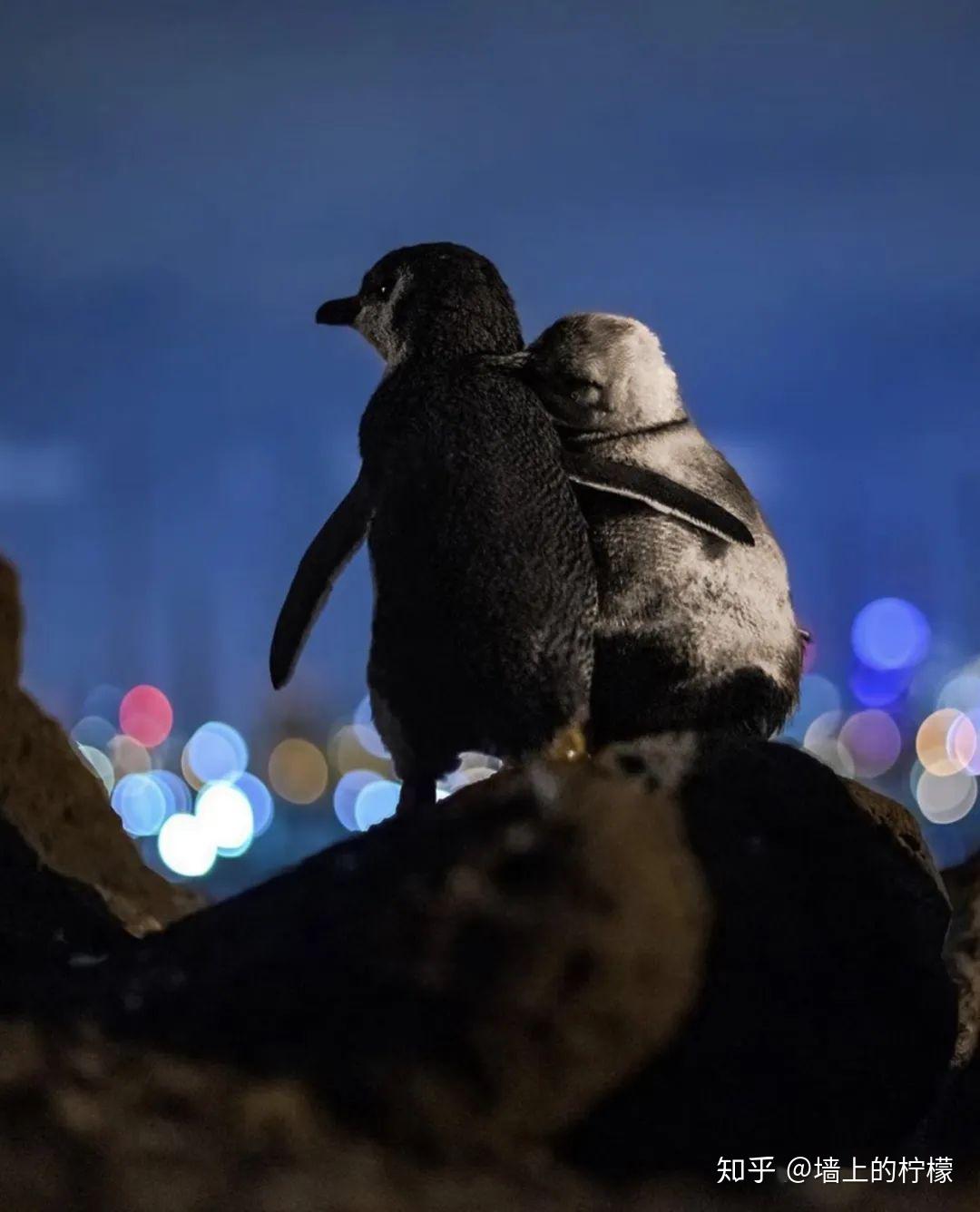 两只小蓝企鹅互相依偎看夜景照走红…没想到背后故事居然如此暖！ - 知乎