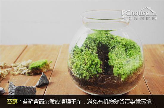 植物微语达人教你苔癣微景观养护 知乎