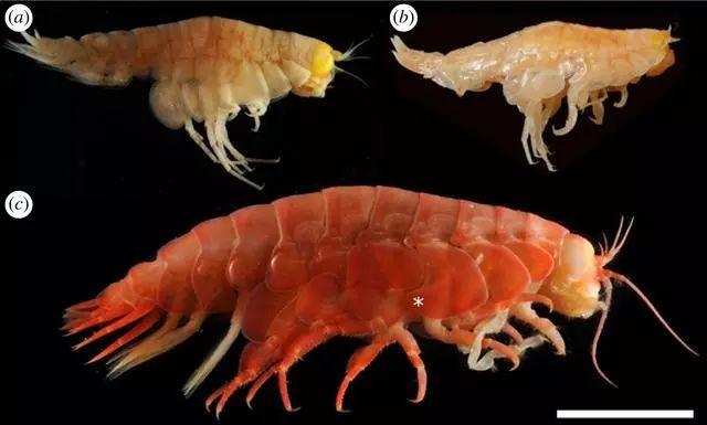 然而,紐卡斯爾大學海洋生物學家艾倫·賈米森的研究卻表明,你對人類