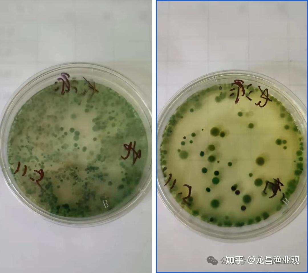 养虾基础篇：勤测弧菌是好事，会测弧菌是大事 - 知乎