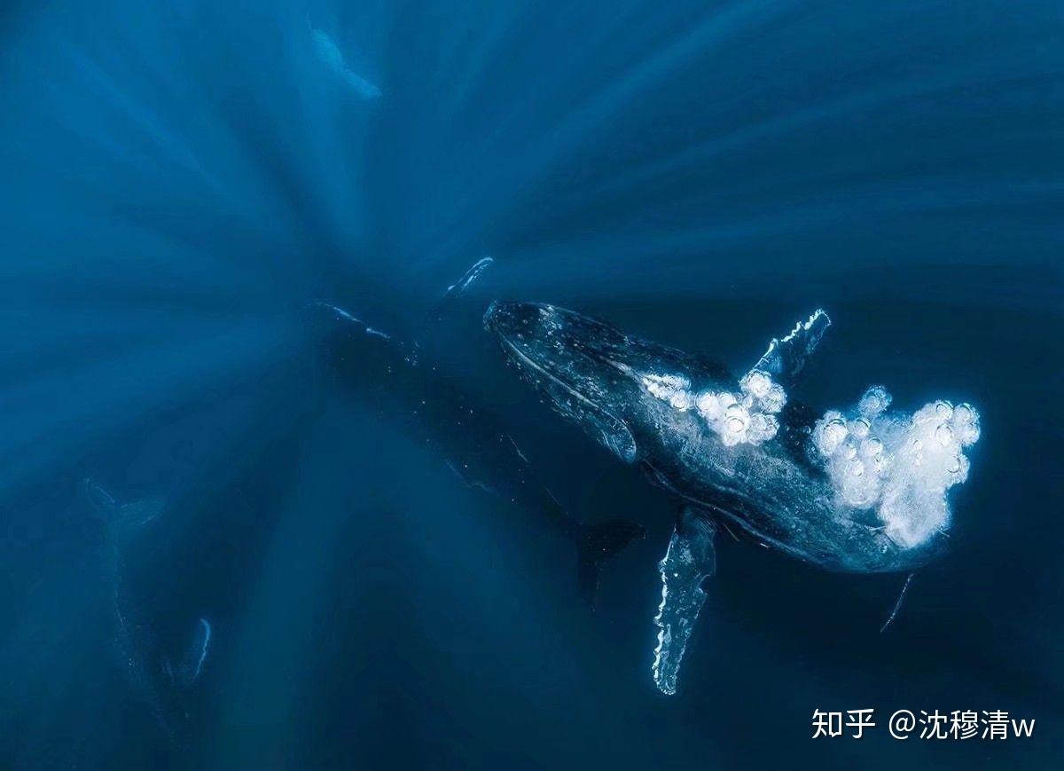一鲸落，万物生是什么意思？鲸鱼生命的结束是万物诞生的开始_尸体_生物_海洋