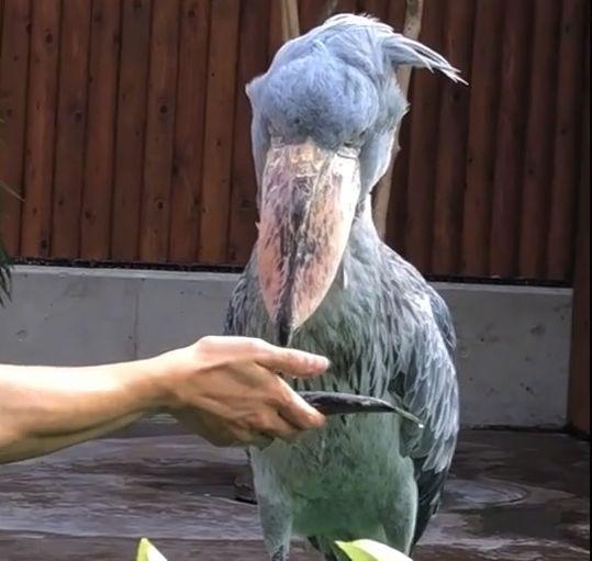 鸟中哈士奇爆红网络世界上头最大的鸟居然这么傻啊哈哈哈哈