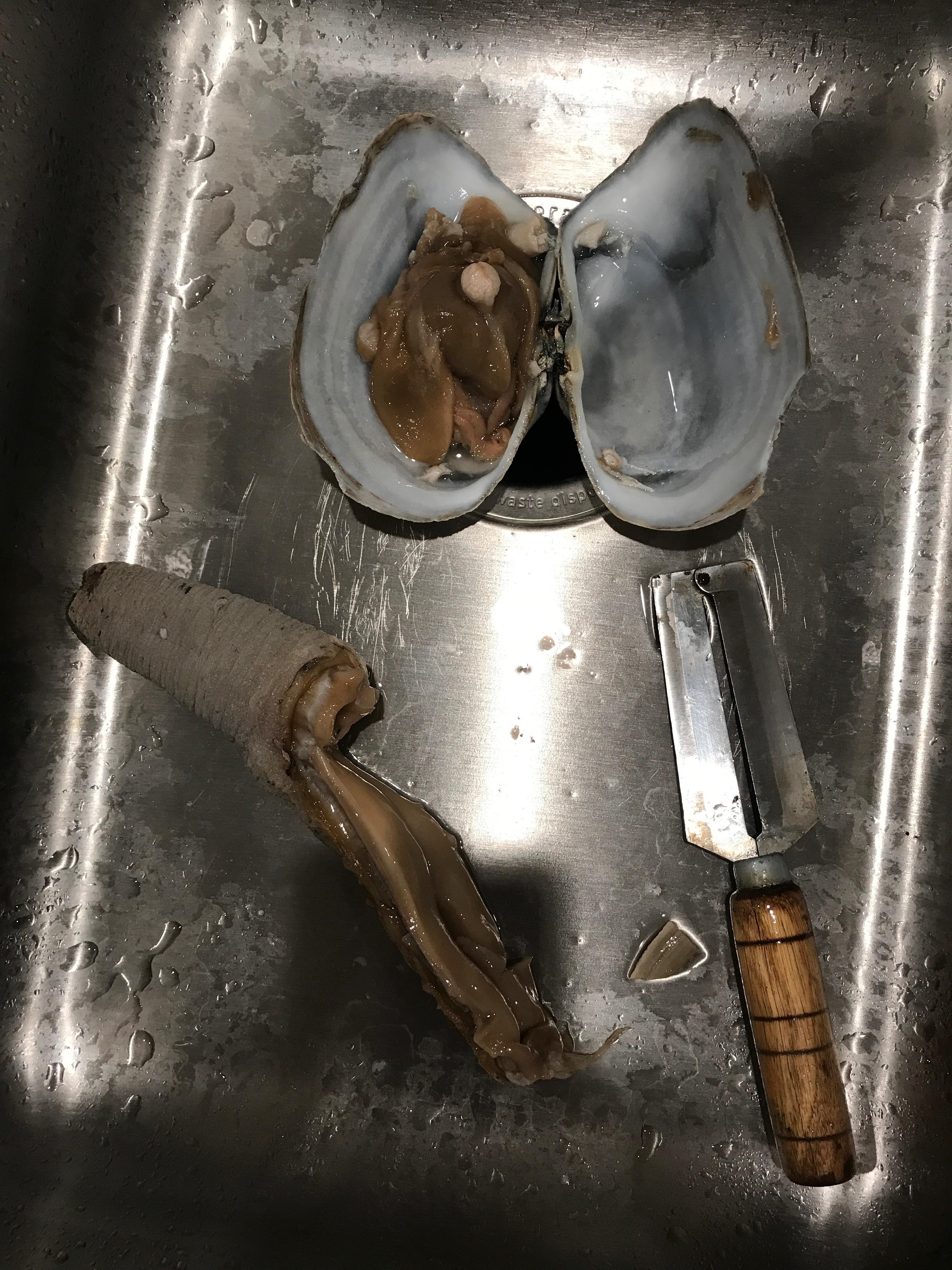 关于象拔蚌的那些事