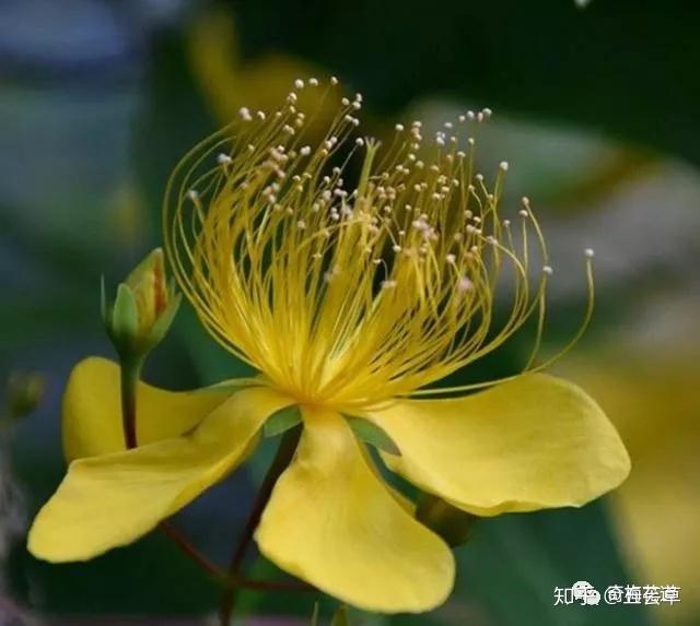 狗舌草別稱:狗舌頭草,白火丹草花語:繁殖狗舌草是