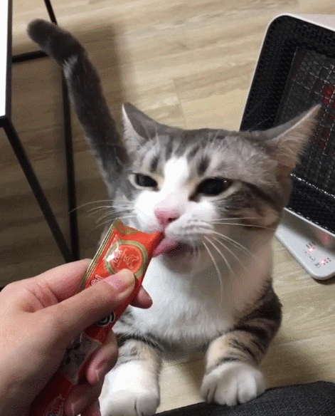 吸猫大会:曼基康猫whochu