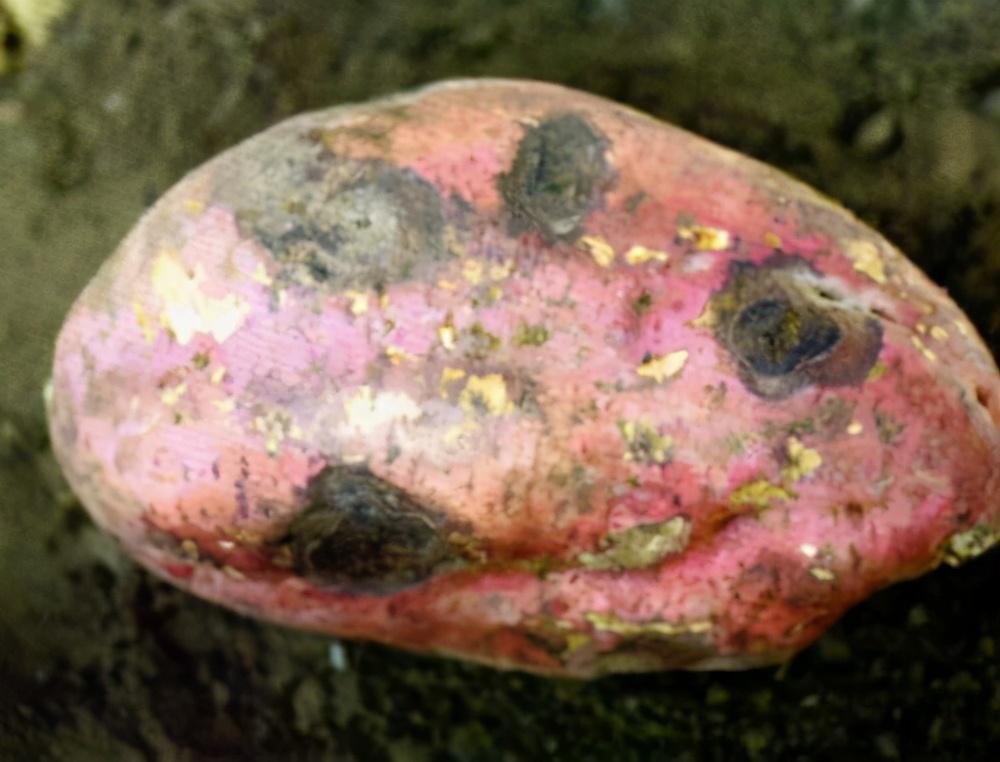 红薯根腐病严重影响产量?弄清发病症状,综合管控最有效