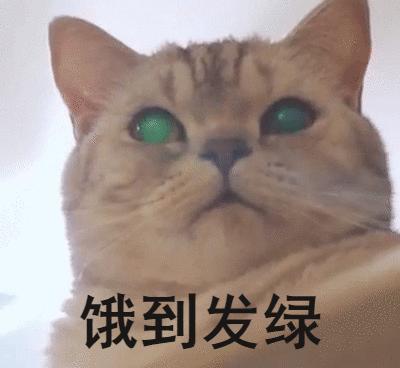 猫の超能力：硬核吸猫，这些关于喵的秘密~ - 知乎