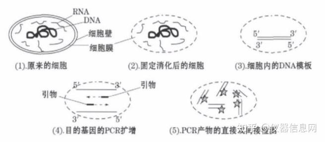 pcr是什么意思图片