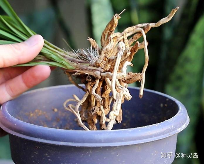 简单一招,轻松判断是否烂根!再也不怕盆栽植物烂根了~ - 知乎