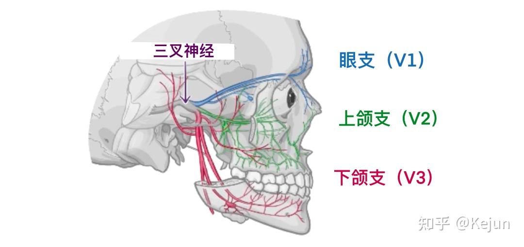 人体解剖学基础——三叉神经 - 知乎