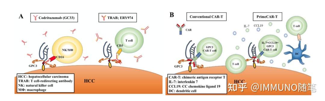 GPC3，肿瘤免疫治疗热门靶点 - 知乎