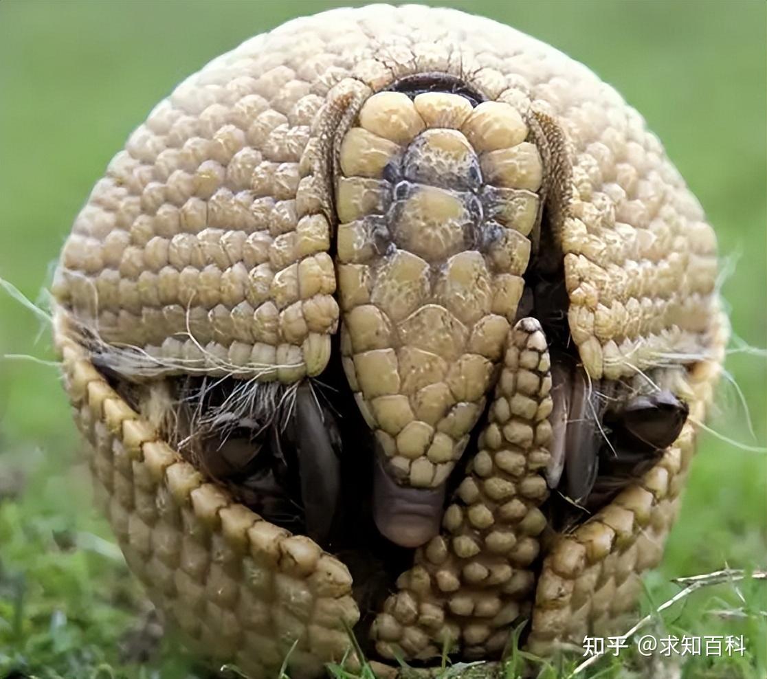 如果你对犰狳这种动物感兴趣,曾经尝试着了解过犰狳,那么你绝对听过