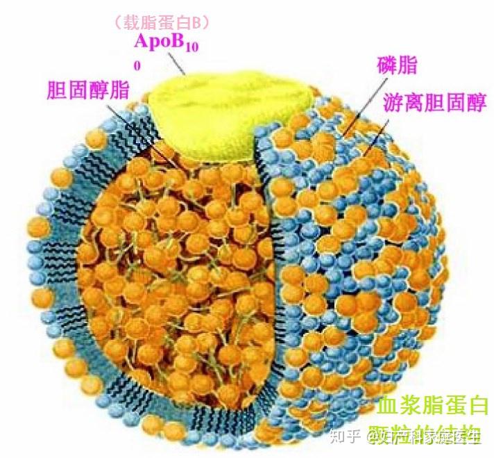 孕妇高脂血症对胎儿有什么影响