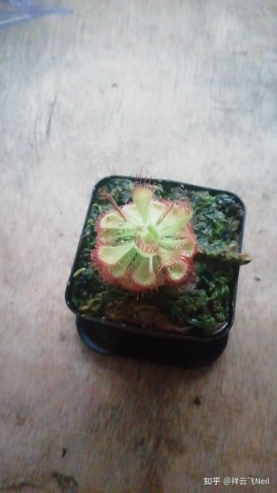 锦地罗茅膏菜 - 知乎