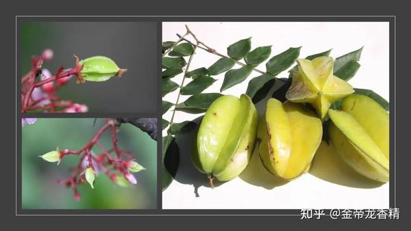 香精与香料(171)—杨桃 - 知乎