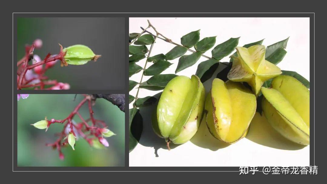 香精与香料(171)—杨桃 - 知乎