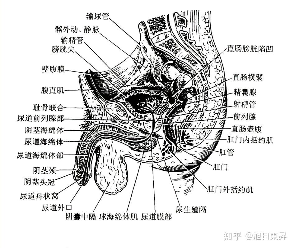 男人身体下方结构图片