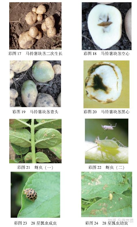 优良品种的选择, 病虫害易懂的原则, 编写了 《马铃薯高效栽培》 一