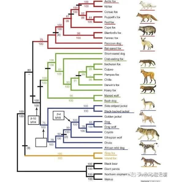 犬科动物锁结 图解图片