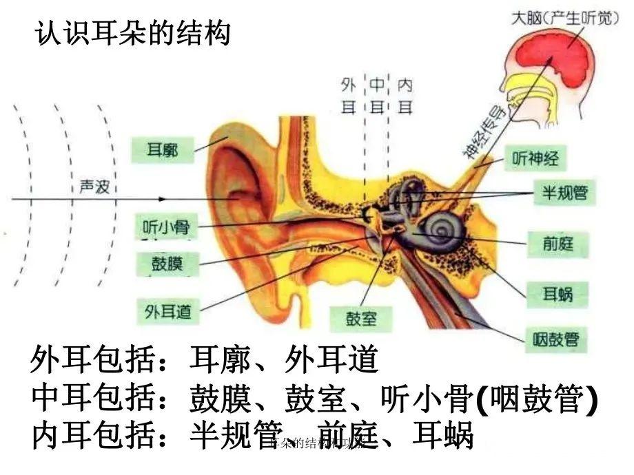 耳朵结构你了解多少,我们来一起了解一下