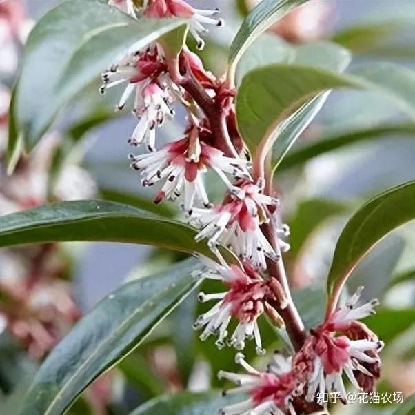 12种花境植物,让你的花园每个月都缤纷多彩