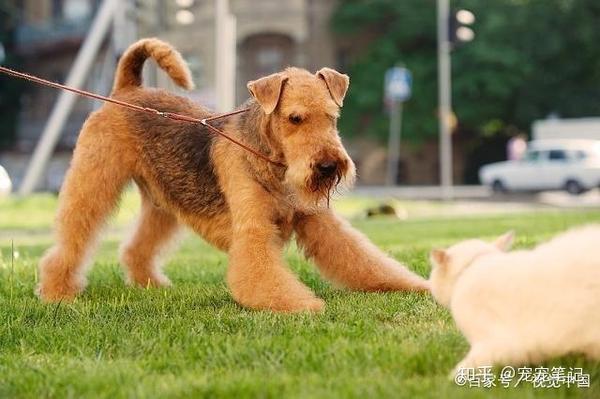 狗狗行为学——社会地位与人犬行为的关系 - 知乎