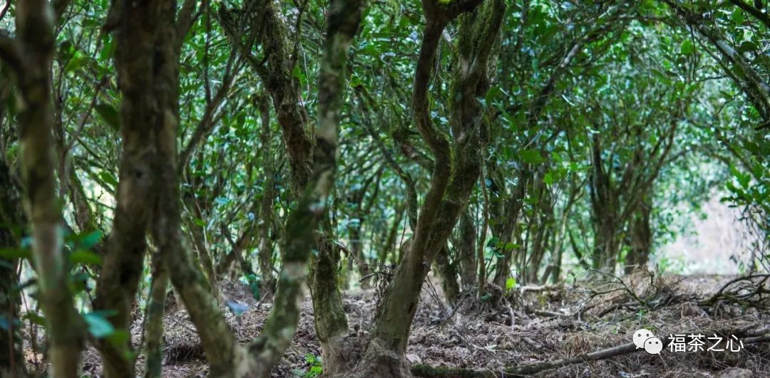 福建之茶 | 武夷山老枞水仙山场集萃