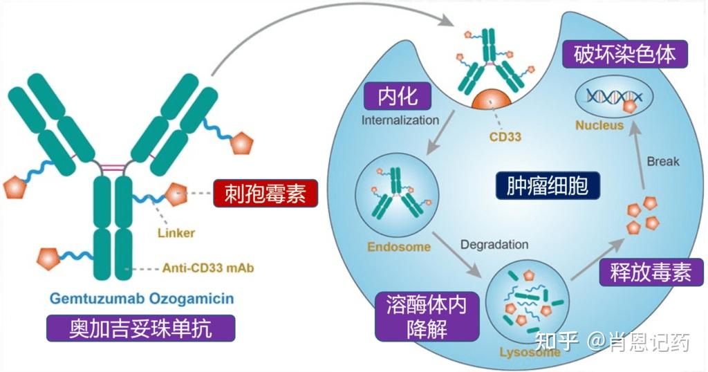 记住所有FDA生物药 | 靶CD33 ADC | Gemtuzumab ozogamicin 奥加吉妥珠单抗 | 急性髓系白血病 - 知乎