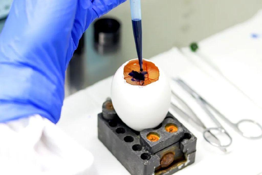 艾卓生物：浅谈鸡胚绒毛尿囊膜模型在评估化妆品刺激性中的应用 - 知乎