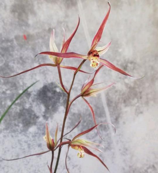 好的寒兰 叶是怎样的 花是怎样的 整体形态又是怎样的 知乎 好的寒兰 叶是怎样的 花是怎样的 整体形态又是怎样的 知乎