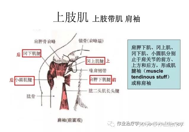 肩胛稳定肌图片