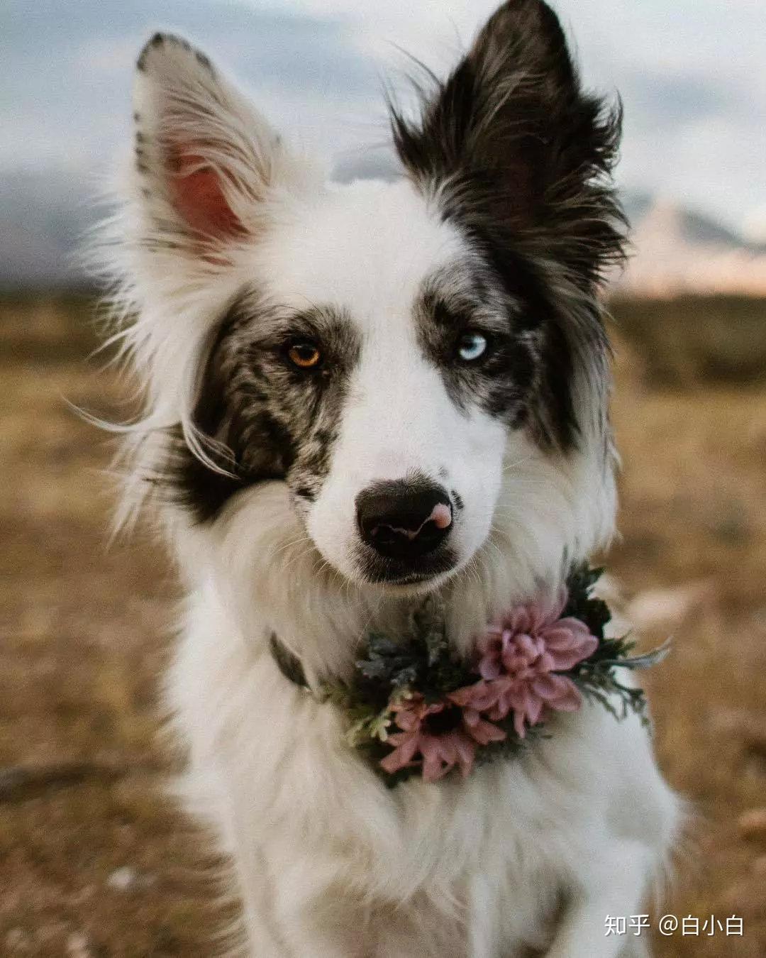 你见过哪些特别漂亮可爱的混血狗狗？ - 知乎