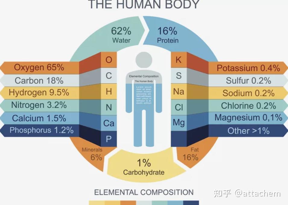 人体的化学成分~知多少