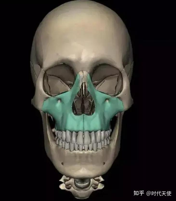 口呼吸和生长发育我们之前有讲过,从刚出生到20岁左右的生长发育期,颅