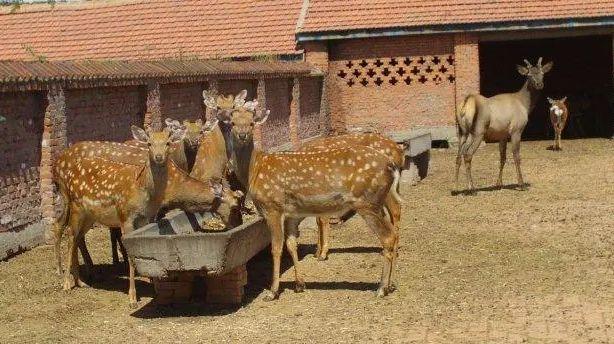 吉林景点推荐龙潭山鹿场低音号免费语音导游