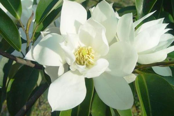 什么样的植物才是最适合中式庭院的 含笑植物 格吉网