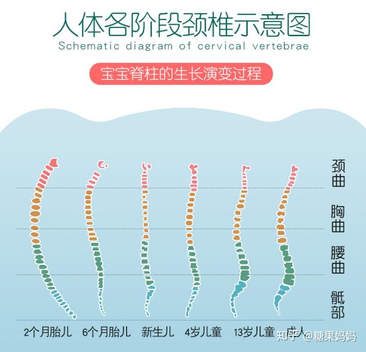 婴儿坐着脊柱突出图片图片