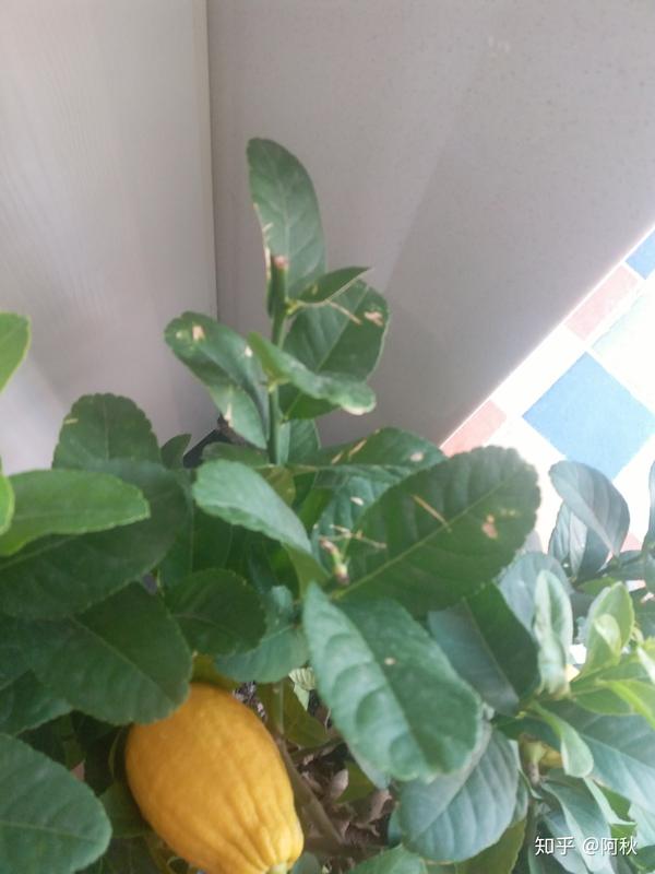 请问盆载柠檬树的叶子发黄?